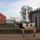 Illustration for article titled These are dire times for American dairy farmers